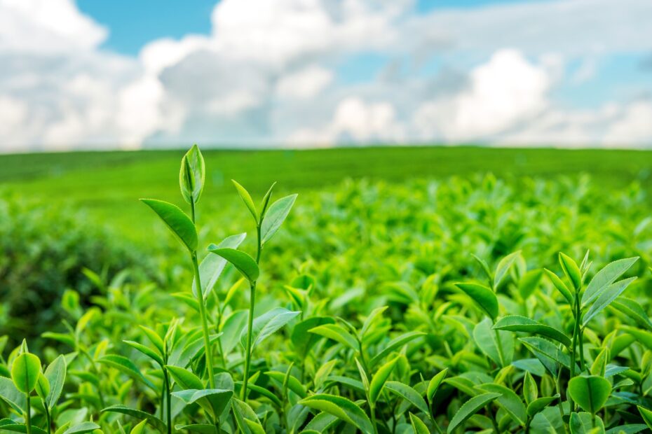 green plants